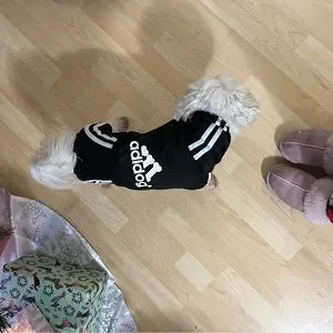 Dog Adidas Tracksuit For Dogs Adidog Poshmark